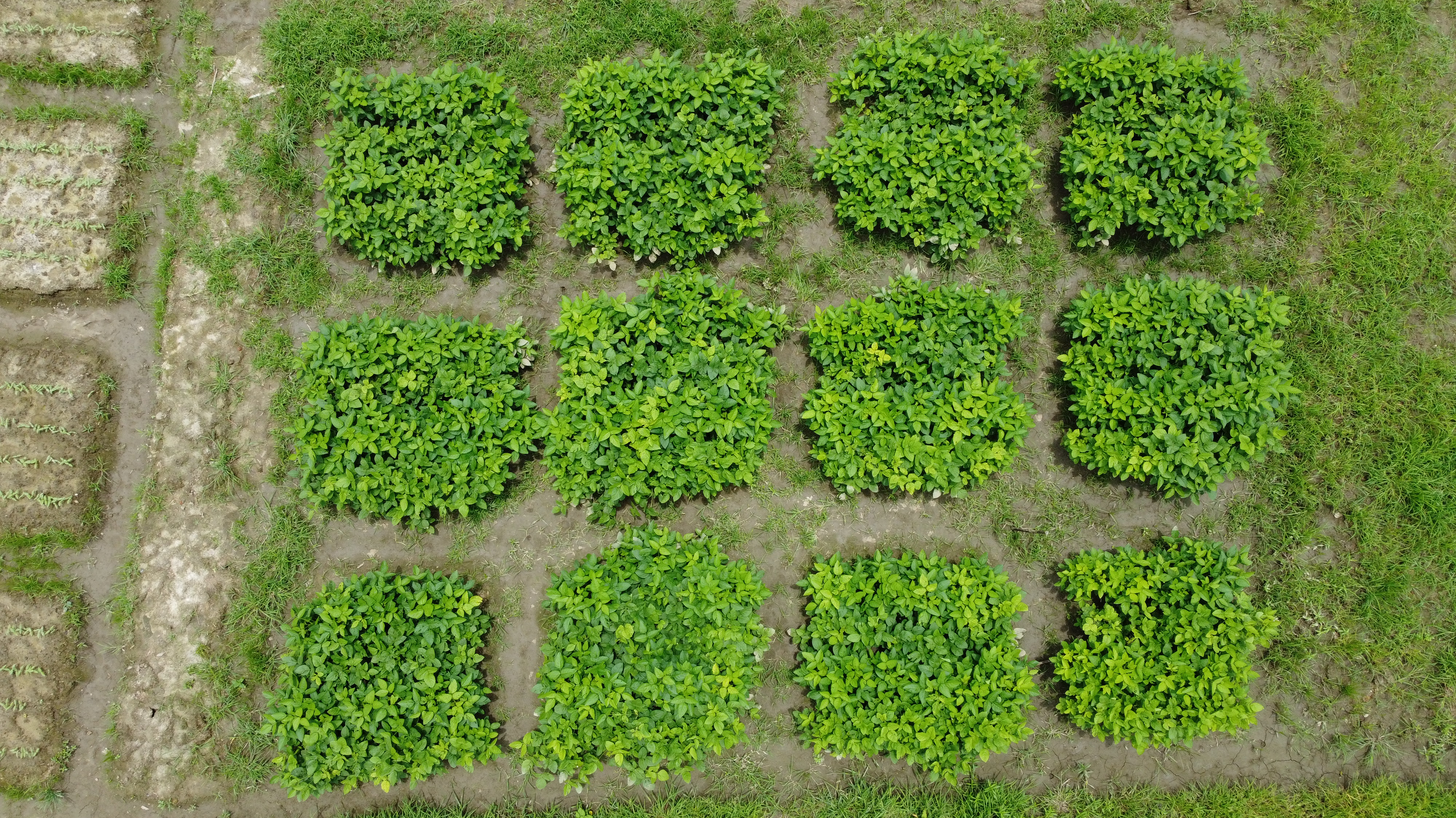 Drone view of twelve replicated green crop plots in a field trial