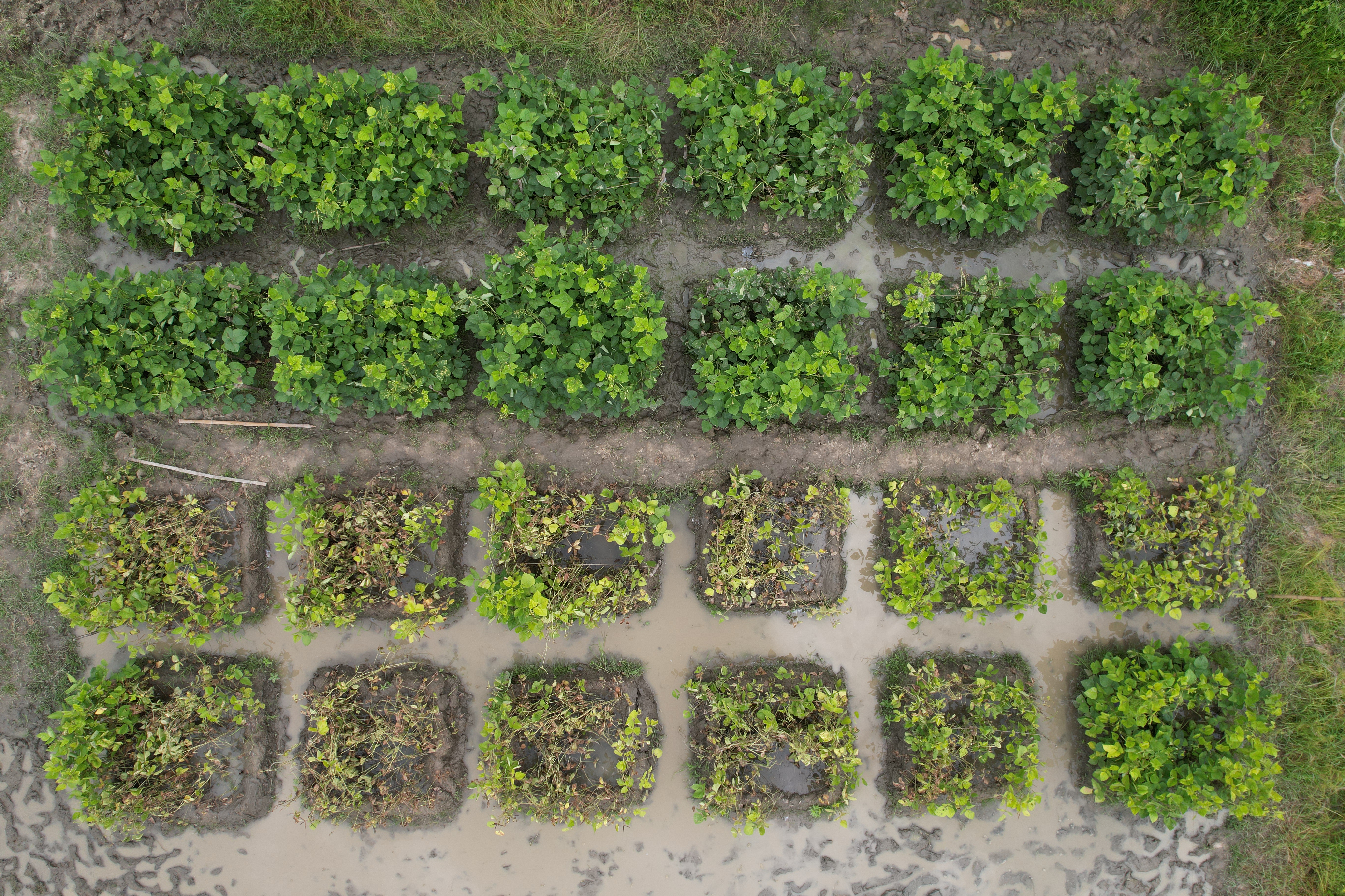 Drone view of field plots: healthy plots in the upper rows and waterlogged, damaged plots in the lower rows
