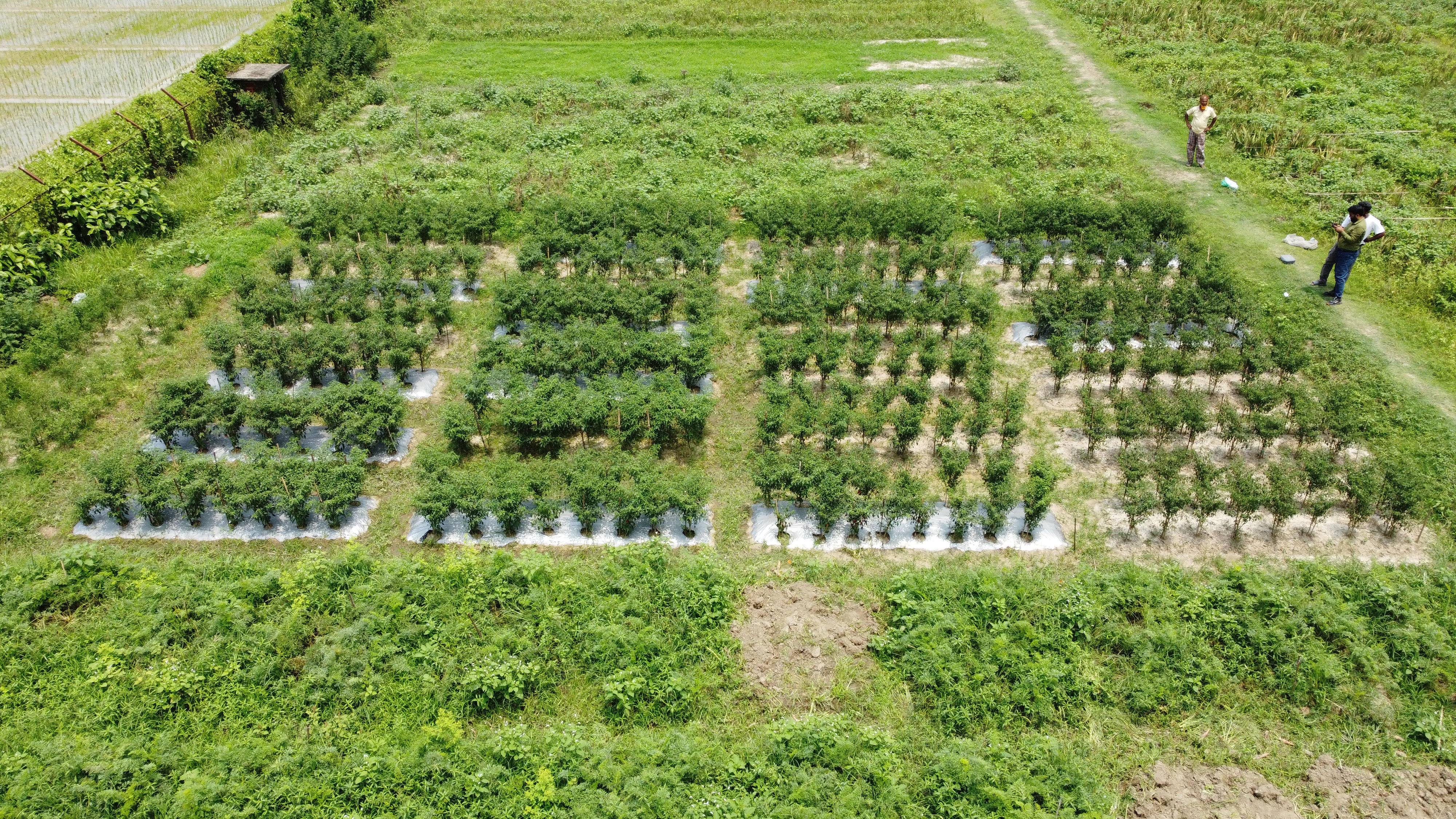 Drone view of a field experiment with rows of crop plants grown on plastic mulch and two people at the field edge