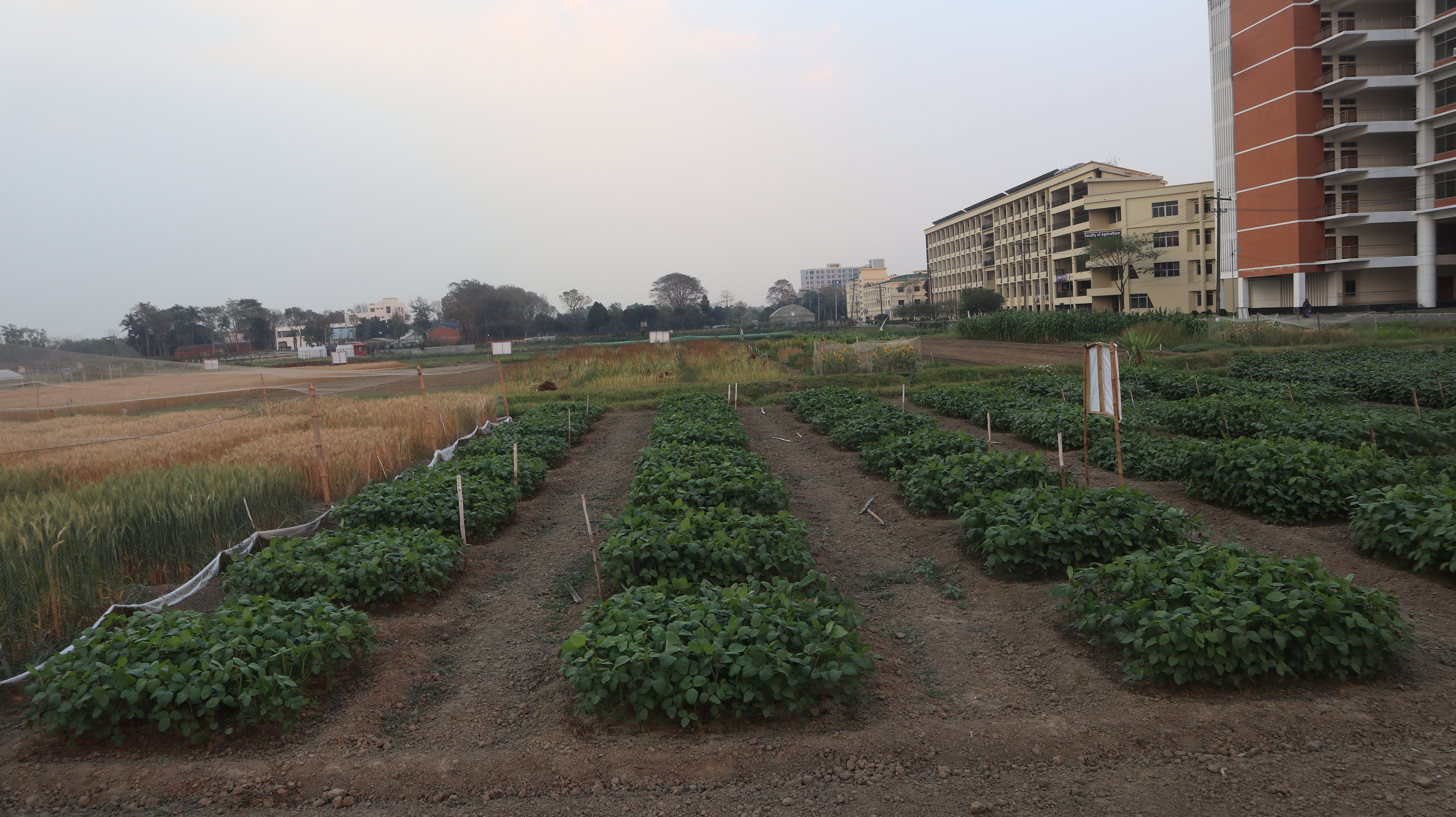 Field trial rows of green crop plants beside a cereal plot, with university buildings in the background