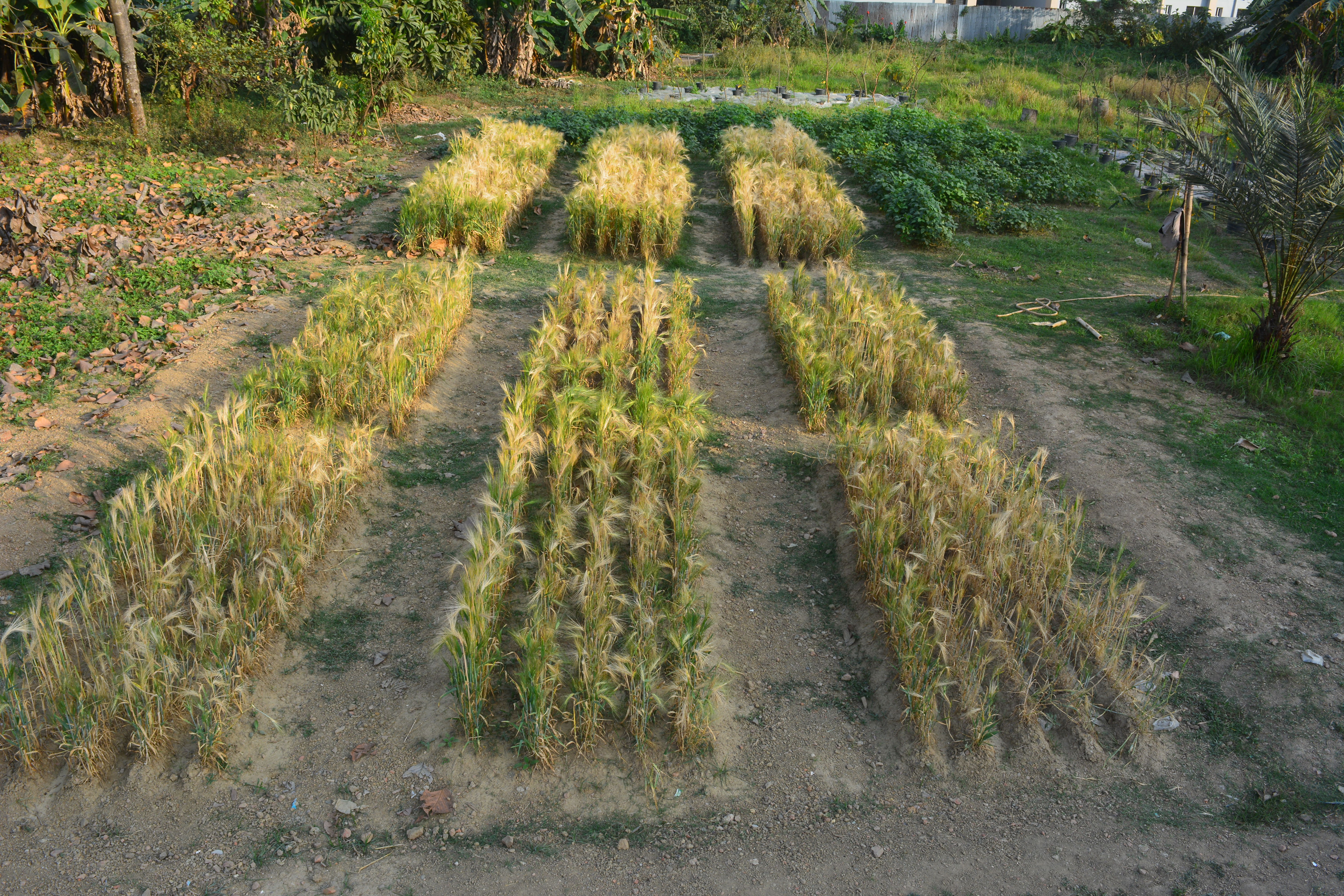 Field plots of a cereal crop with ripening ears
