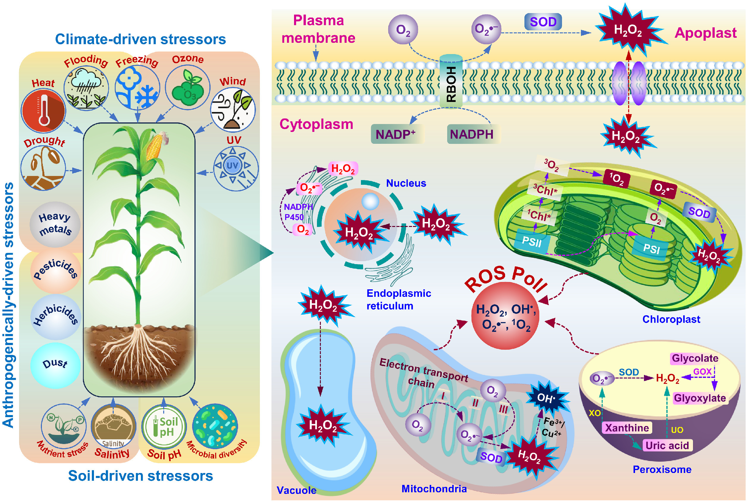 Diagram of climate-, soil- and human-driven stressors acting on a maize plant, and the cellular sources of reactive oxygen species (ROS) in the plasma membrane, chloroplast, mitochondria, peroxisome, nucleus and vacuole